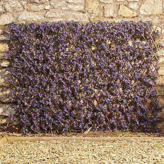 Expandable Artificial Hedge Trellis - Purple Lavender